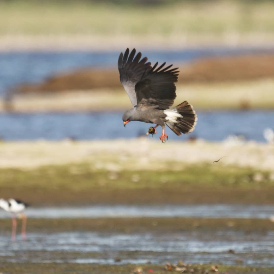 濒临灭绝的蜗牛风筝Snailkite，你知道这种鸟吗？