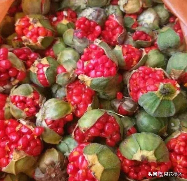 七叶一枝花的药用价值及养殖方法,我国的珍稀植物国家二级保护植物