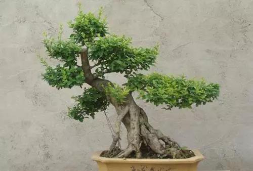 冬青盆景养殖方法,盆栽冬青怎么养活视频教程