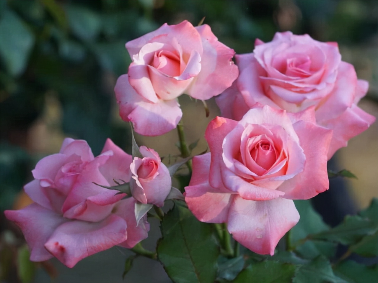 狮子座气质多少分,狮子座是一个特别好的星座