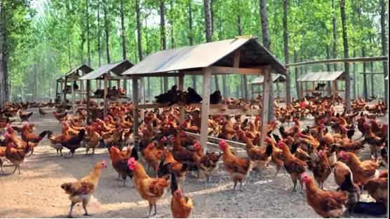 澳洲被罚的倾家荡产,澳洲破产企业损失