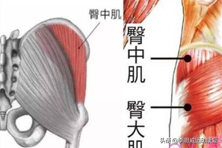 怎样瘦小腿训练,瘦小腿内侧腓肠肌练习