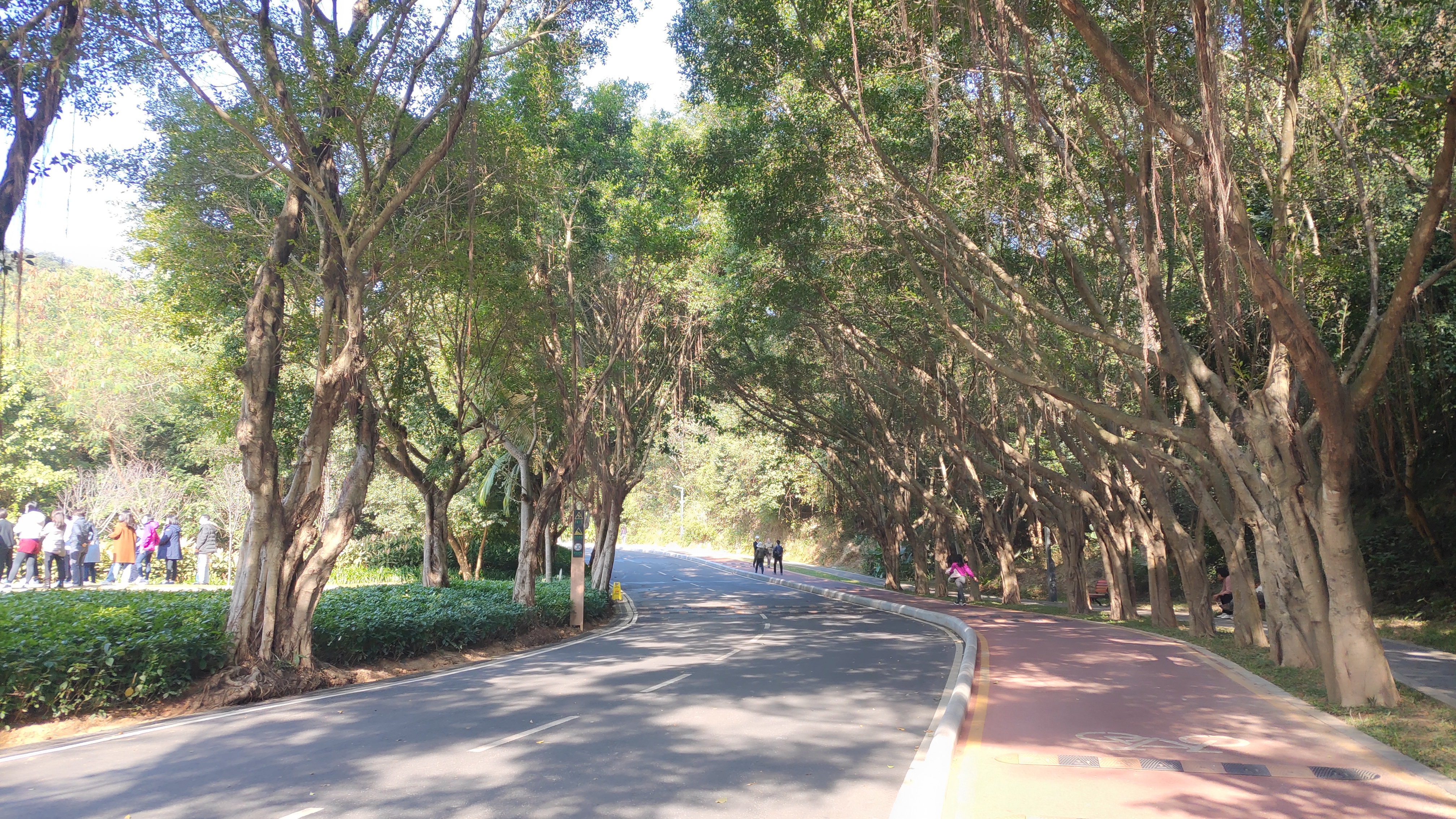 深圳罗湖绿道淘金山绿道攻略,深圳梧桐山绿道徒步攻略