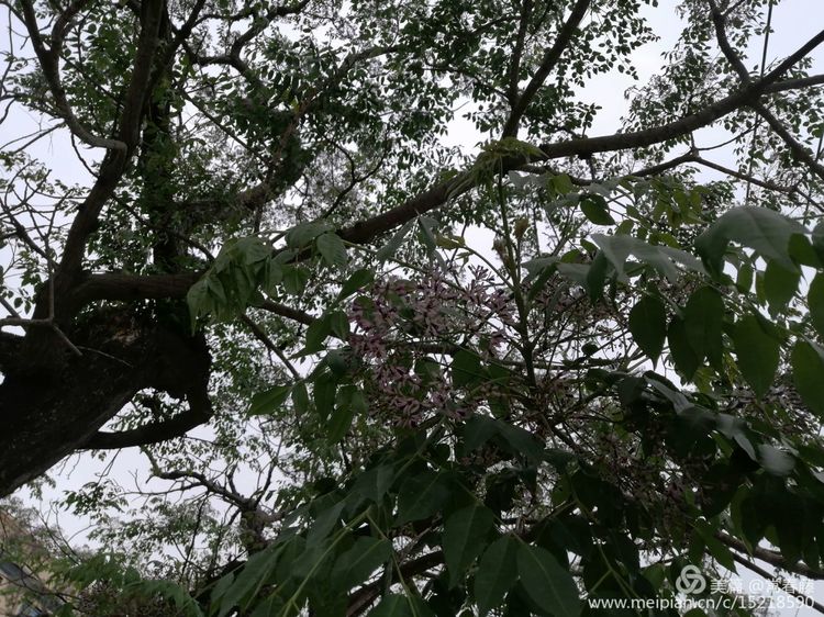 百年苦楝浴火重生