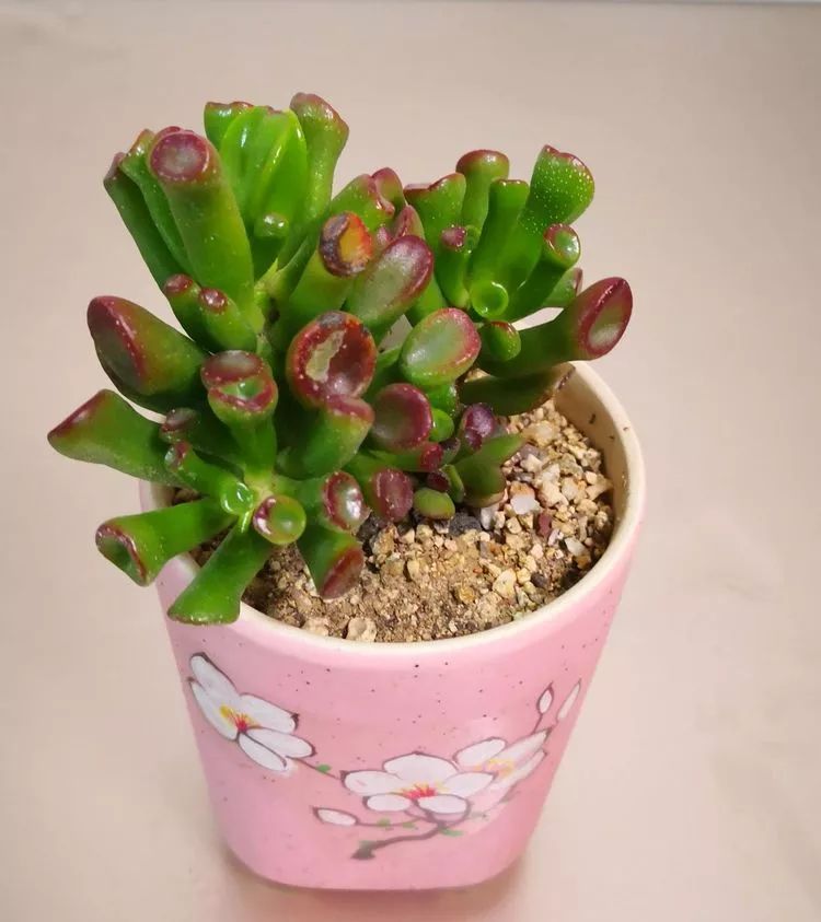 一花一叶一世界多肉,一花一世界多肉之美