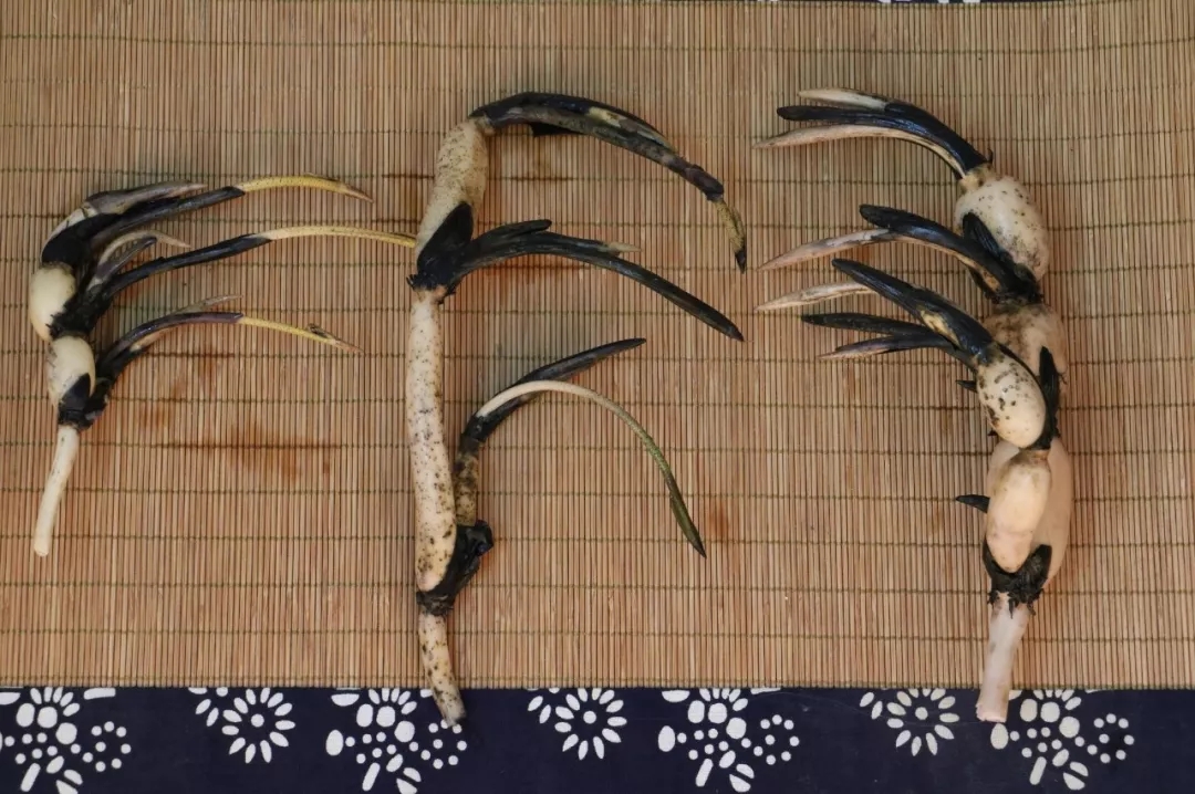 碗莲烂叶子的问题,碗莲出现黄叶和枯萎怎么办