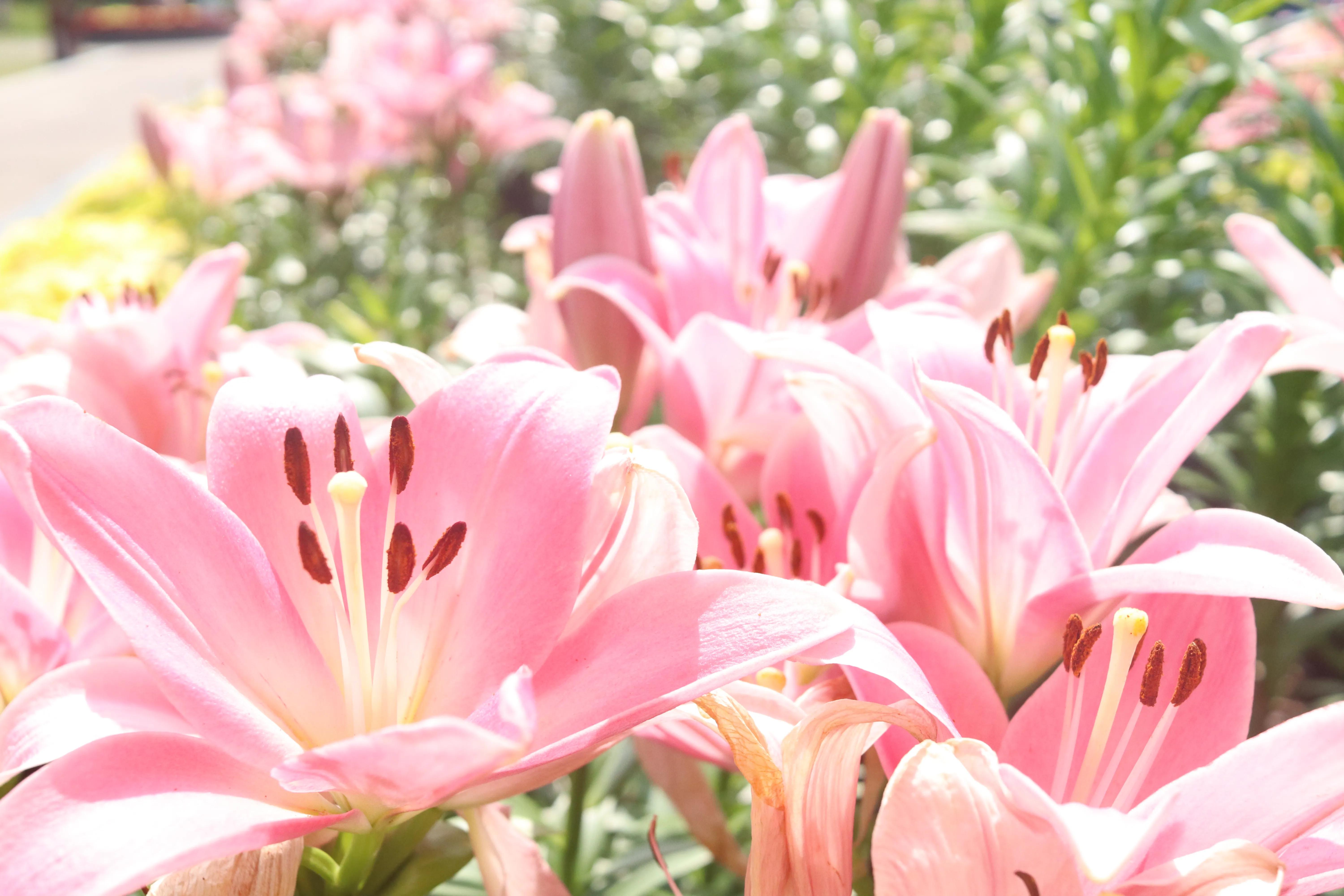 无锡荣氏梅园梅花绽放,无锡荣氏梅园百合花