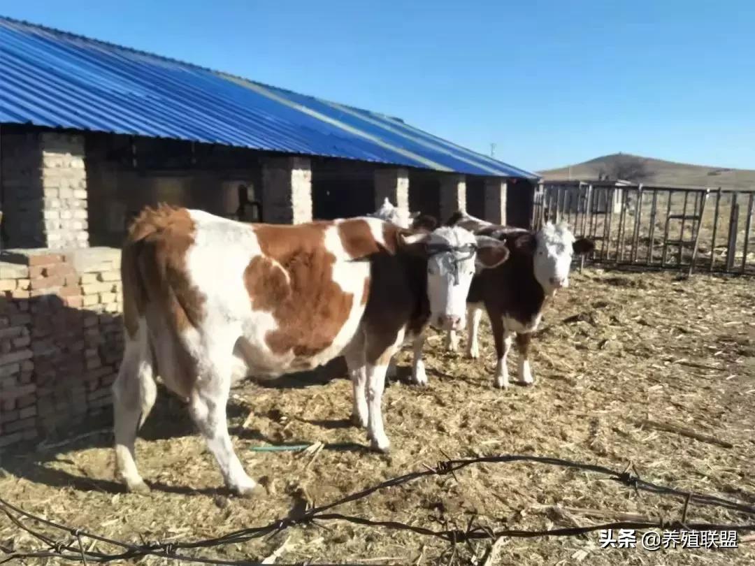 农村养牛和养羊哪个更适合年轻人,在农村养牛赚钱还是养羊赚钱