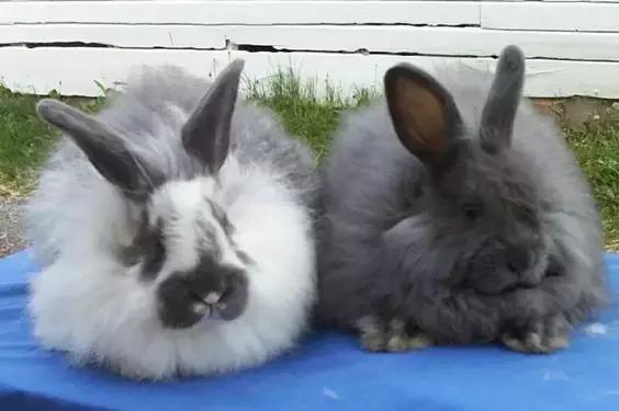 致命的60种动物,60种没见过的动物