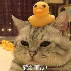 小区里有住户专门捡垃圾怎么解决,小区有人捡破烂居民投诉