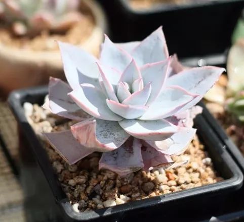 暑假回家多肉怎么办,过年回家浙江多肉如何过冬