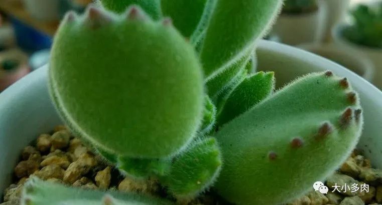 熊童子老叶干瘪新叶不长,熊童子很饱满但没有爪子怎么办