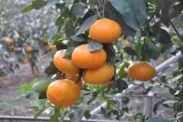 柑橘新优优缺点,设施柑橘新品种优缺点