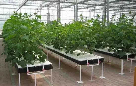 怎么配制无土栽培营养液,无土栽培的营养液是如何配制的