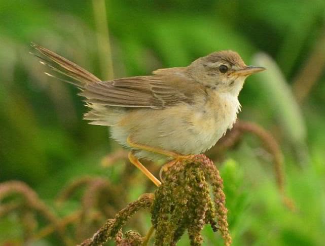 鸟类防御,鸟类保护措施