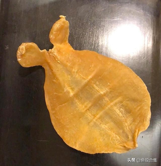鱼胶品种介绍赤嘴鱼胶价格,鱼胶赤嘴图片