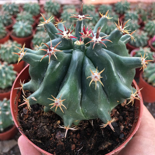 148个仙人球品种大全,100个仙人球品种