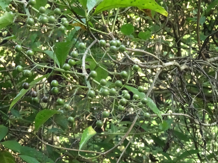 澶ф矙鍙跺睘浠嬬粛,澶ф矙鍙跺睘鍥剧墖