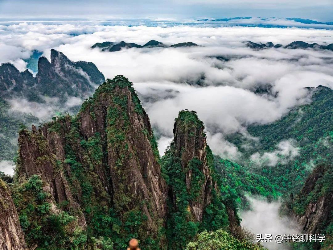 蛇中熊猫莽山烙铁头,莽山烙铁头蛇全球仅有500条