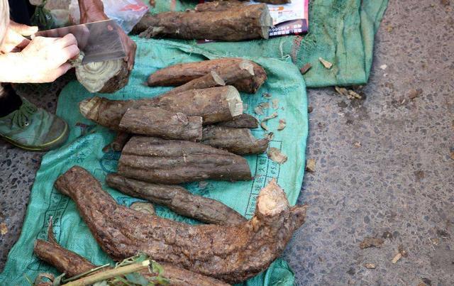 野生葛根有些什么用途,野生葛根的用处是什么