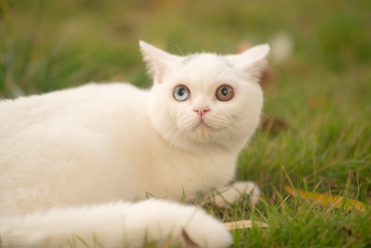 养宠经验猫咪吃什么化毛效果好,养宠经验猫咪吐毛球怎么解决