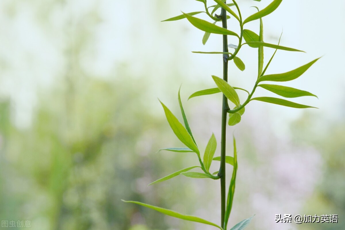 中考英语美文,中考英语相关文章阅读