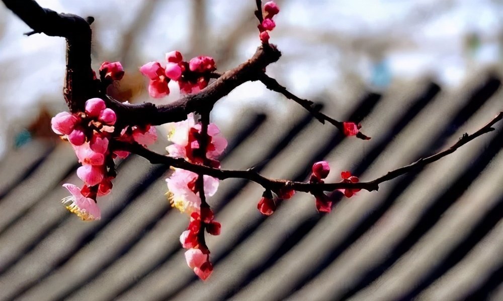 叶绍翁游园不值的深度解析,叶绍翁的游园不值给你留下的印象