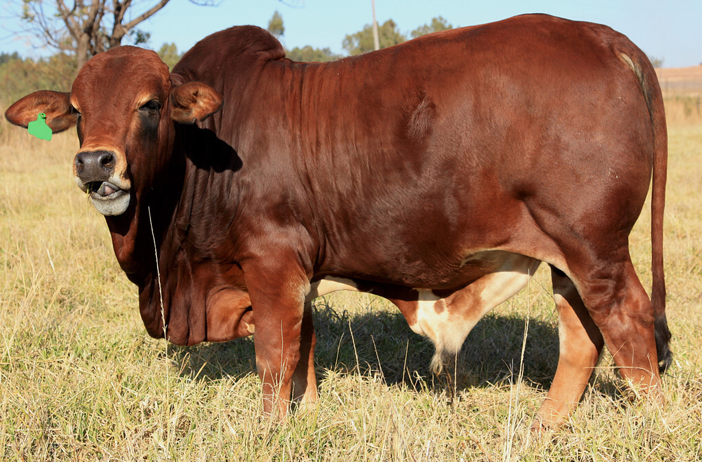 牛急性水肿病,牛恶性水肿的症状和防控措施