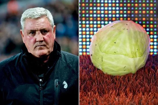 辣椒大葱西红柿芹菜,辣椒大葱西红柿洋葱