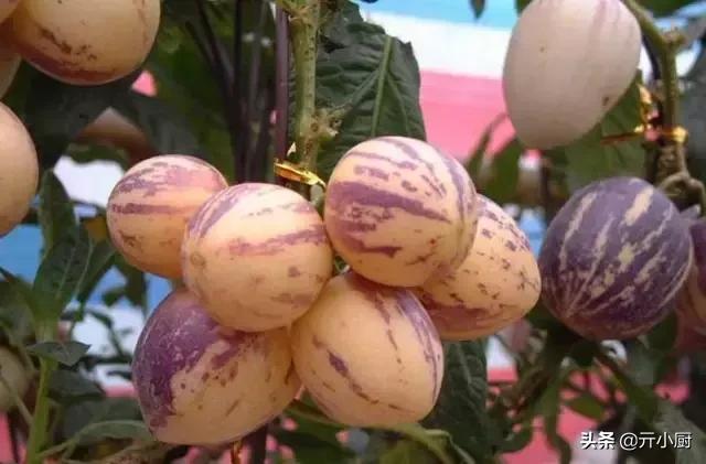 三亚有什么特产带回家送礼的,三亚有特产去哪里买便宜又好