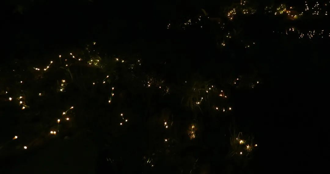 夜新叶，新叶夜，夜夜夜夜夜！唱吧醉仙居，探秘奶茶吧，茶憩戏曲馆，漫步烟花巷……每周六晚