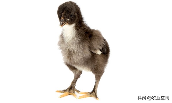 绿壳蛋鸡哪个品种性能好值得养殖,绿壳蛋鸡养殖前景怎样啊