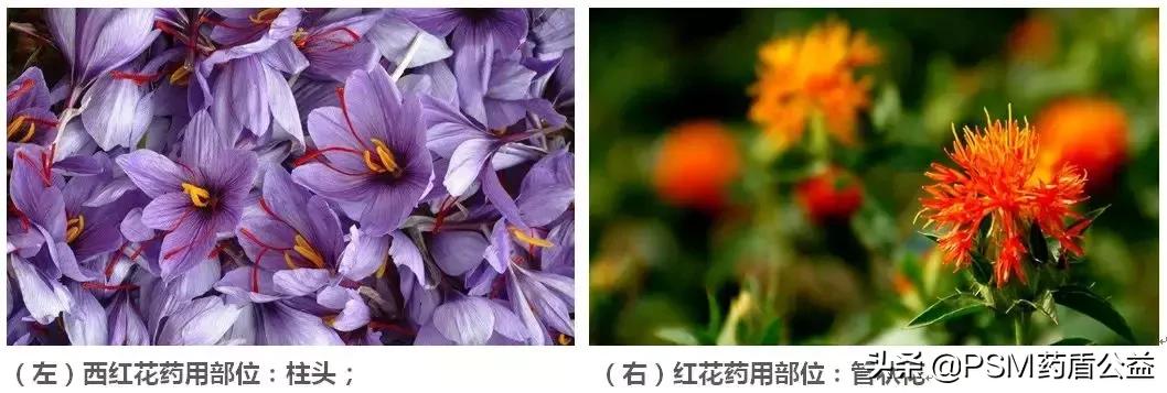 西红花和红花一样吗,红花与西红花的用途一样吗