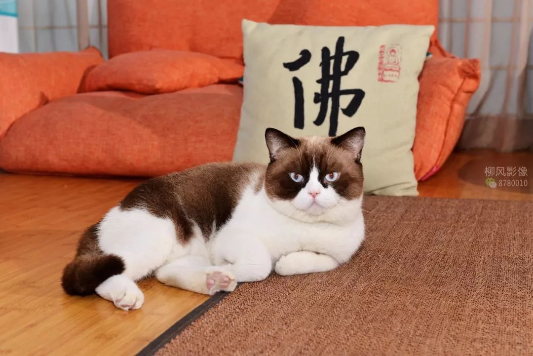 2019网络流行语大全及解释,2015年十大网络流行语图集解释