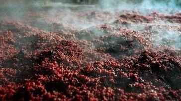 茅台镇酱香53度小酒,人人都喝得起的好酒