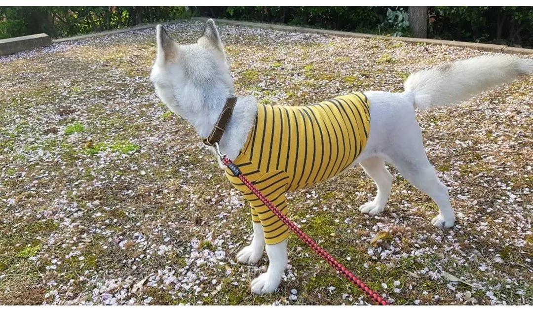 二哈为什么变瘦了,二哈太胖了必须要减肥