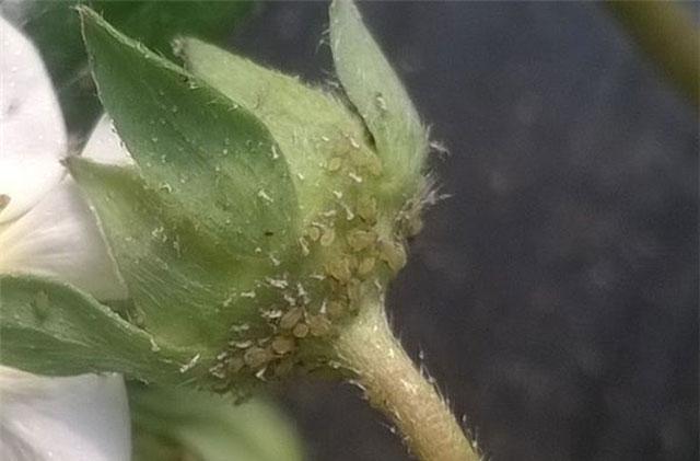 草莓大棚蚜虫用什么药剂,草莓白粉病防治特效农药