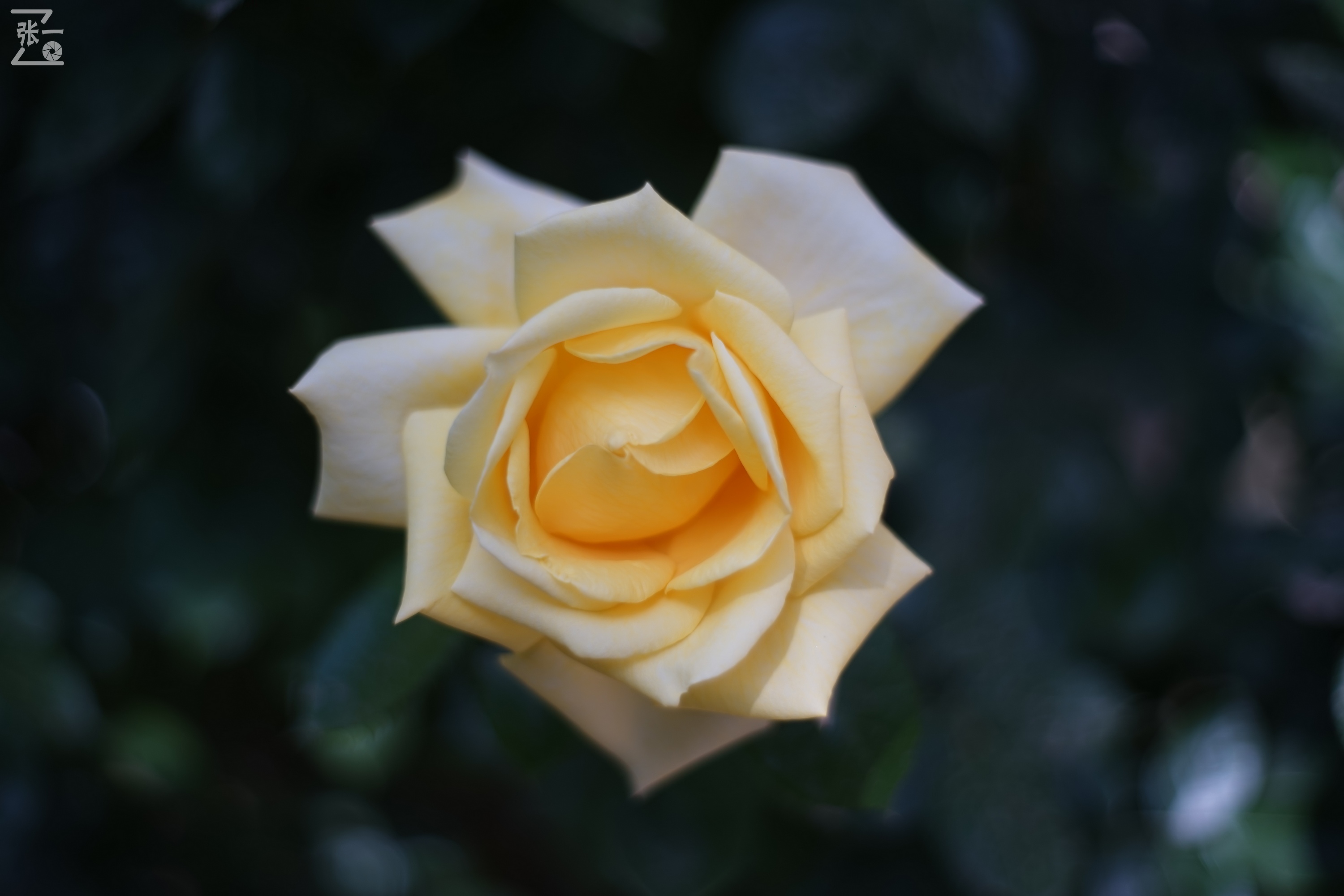 凤凰国产50mm镜头,凤凰索尼e口镜头