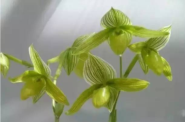 极品中的精品兰花,带你回忆天价兰花蕙兰篇