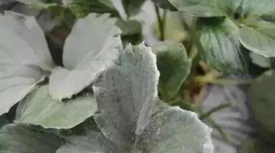 草莓地的红蜘蛛,红蜘蛛草莓园