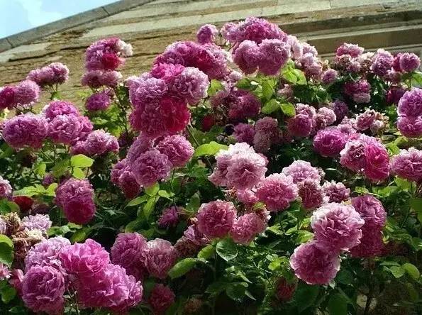 最全的植物辨识方法，辨认植物就靠它