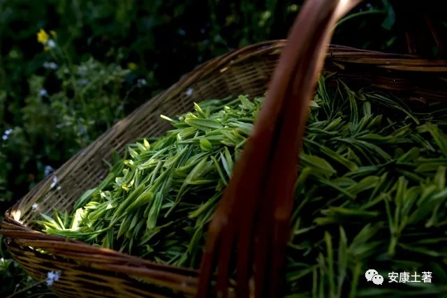 中茶和紫阳茶,紫阳的茶好还是平利的茶好