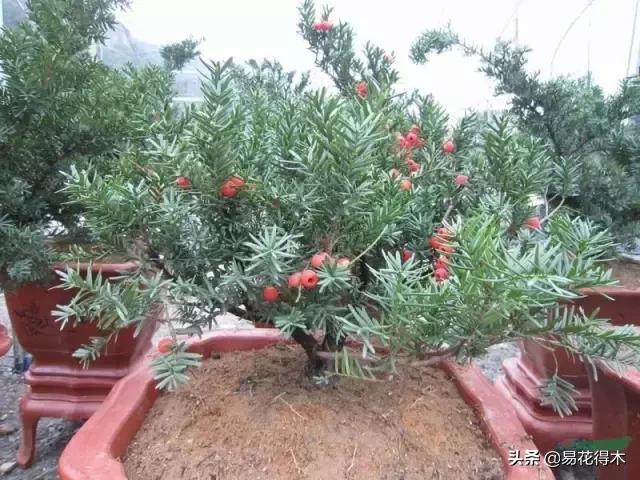 红豆杉和水杉有什么区别,红豆杉和水杉怎么辨别