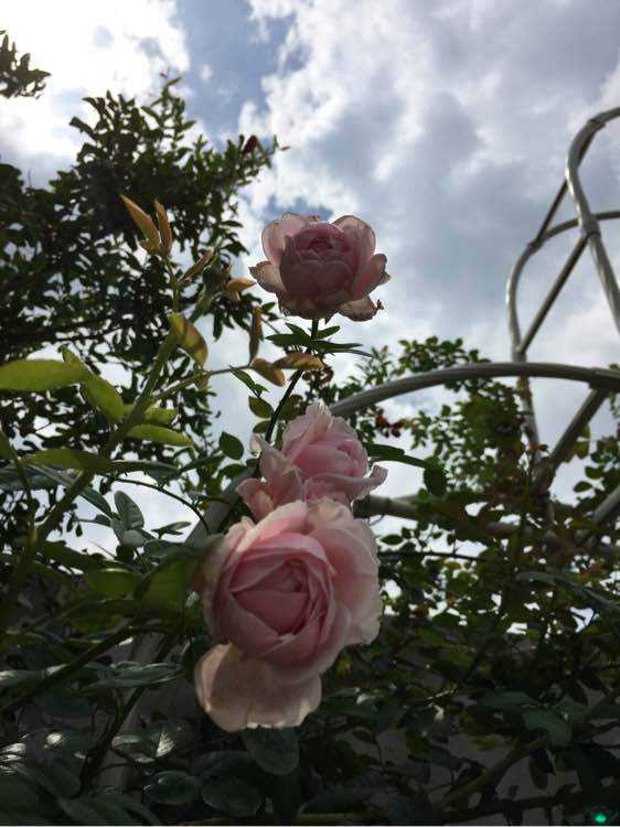 藤本月季自由精神的优缺点,藤本月季自由精神