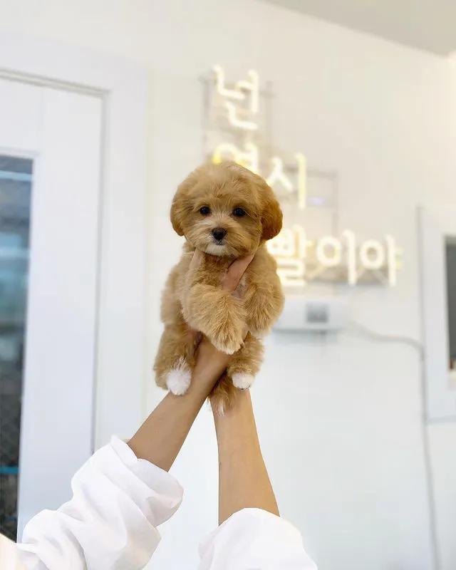 tony老师高阶换头术,90后tony老师换头术