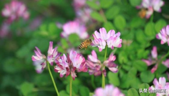 养蜂如何选择蜜源地,农村养蜂没蜜源