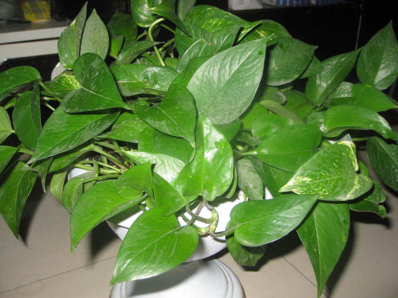 绿萝发财树龟背竹天冷可以浇水吗,夏天绿萝龟背竹还适合在院子里吗