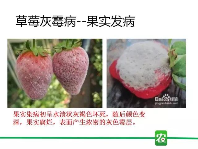灰霉病视频图片,葡萄灰霉病和草莓灰霉病