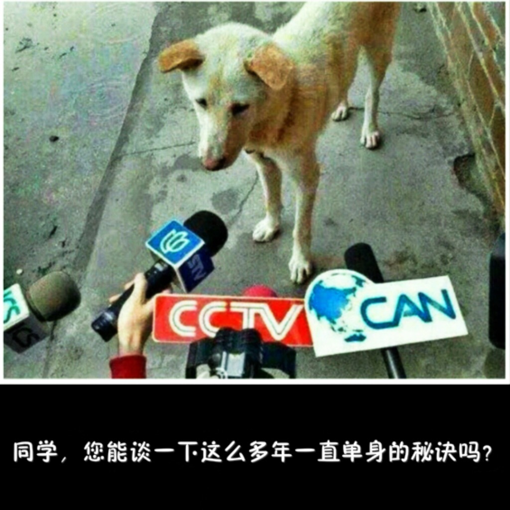 单身太久会变成单身狗,单身久了变狗