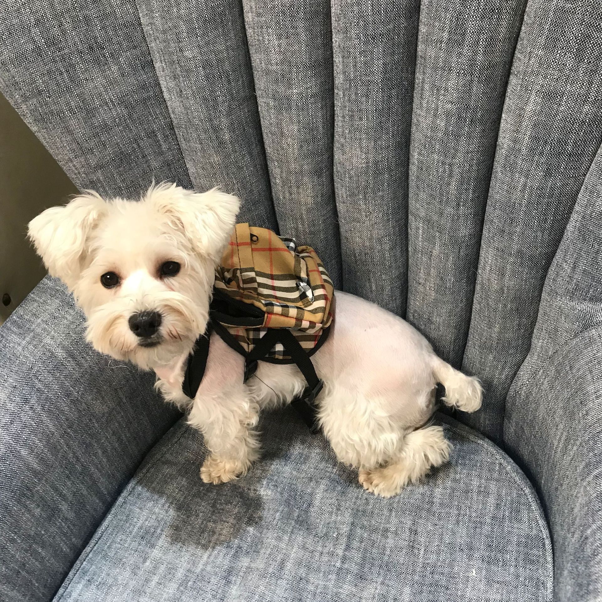 狗狗犯错了怎么正确的教训,狗狗犯错后如何正确告诉它犯错了